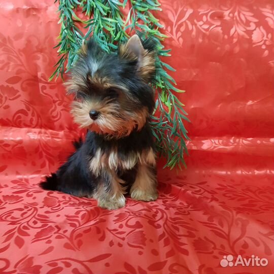 Йоркширский терьер мини девочка