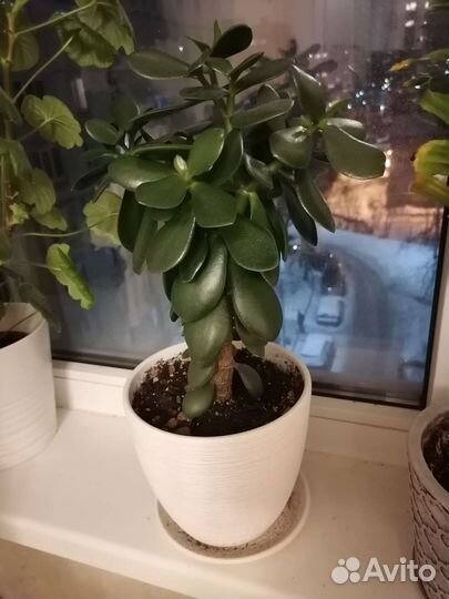 Денежное дерево (толстянка, крассула, суккулент)