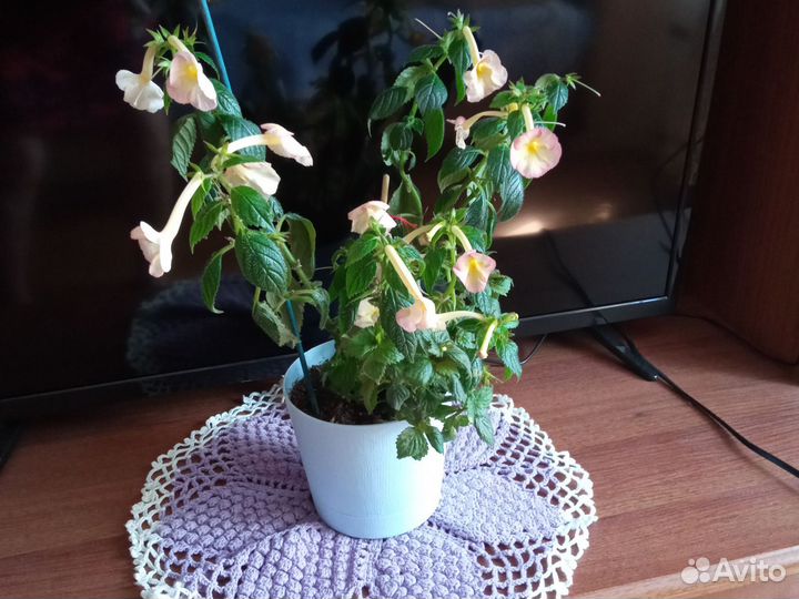 Ахименес в плошке