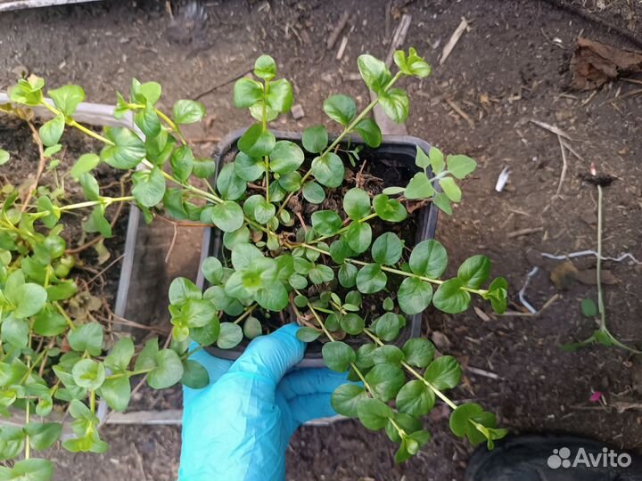 Вербейник монетчатый