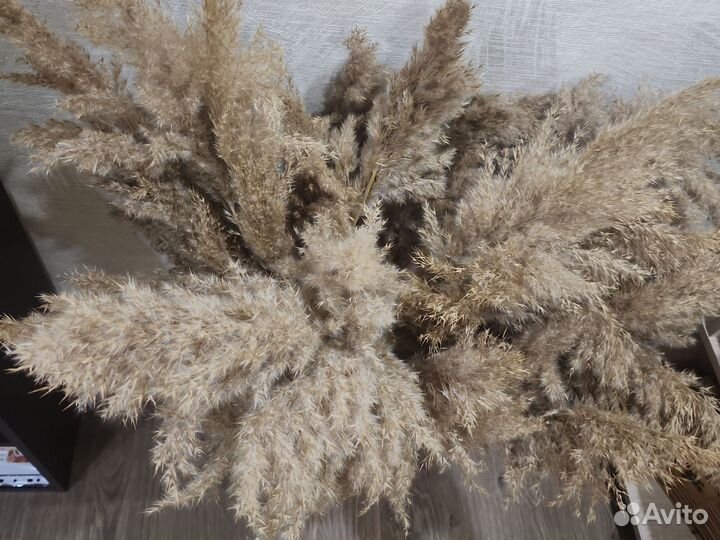 Ваза и сухоцветы камыш