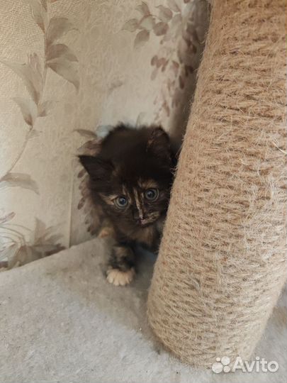Котята отдам в добрые руки бесплатно