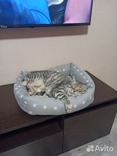 Кошка в добрые руки