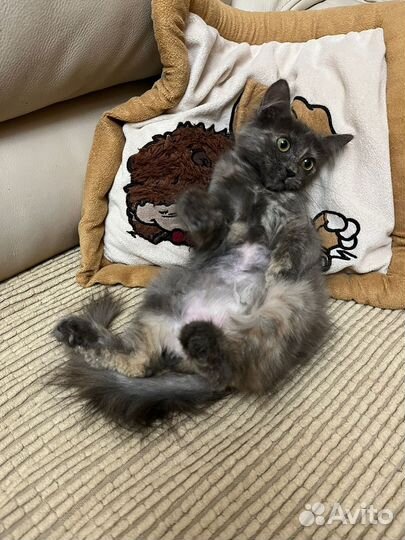 Отдам котенка в добрые руки