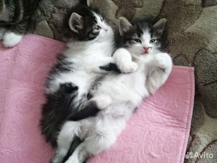 Ласковые Котята - пушистики