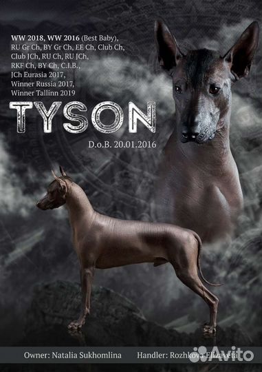 Ксолоитцкуинтли (станд),мексиканская голая собака