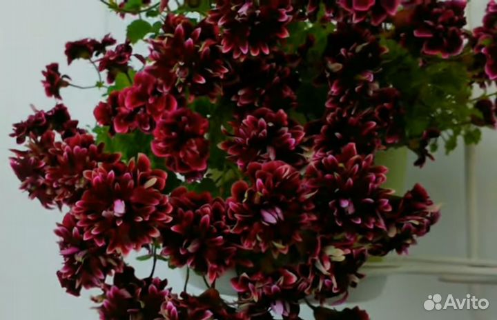 Сортовые зональные пеларгонии