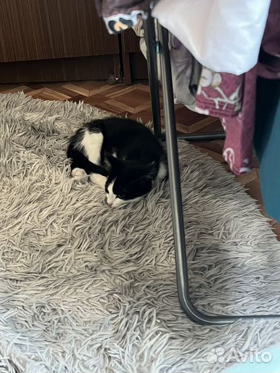 Отдам в добрые руки котенка