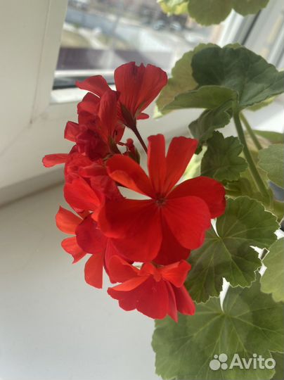 Пеларгонич, Цветочная композиция