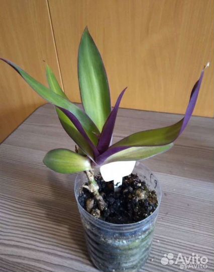 Комнатные растения