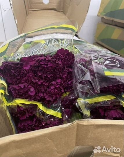 Гвоздика оптом