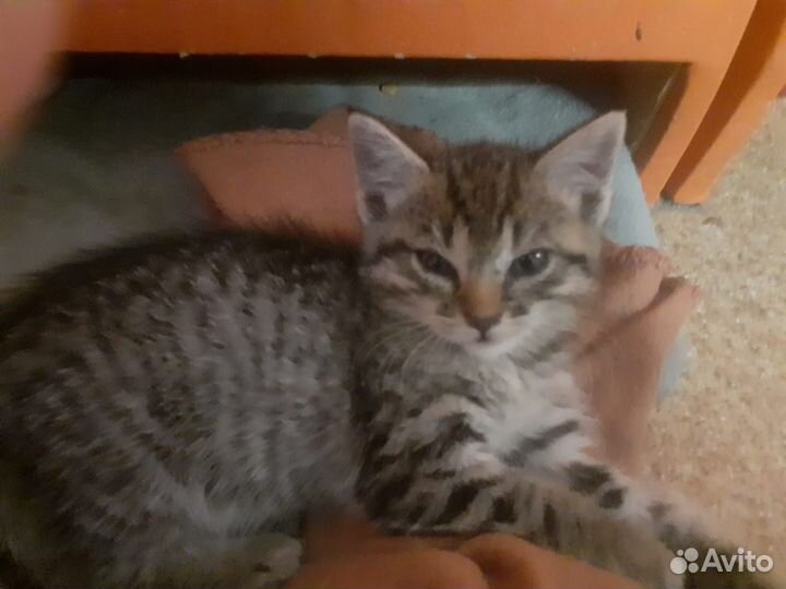 Котенок мальчик в добрые руки приучен к лотку