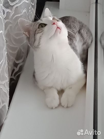 Кот в дар бесплатно