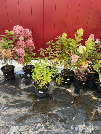 Гортензия панателла