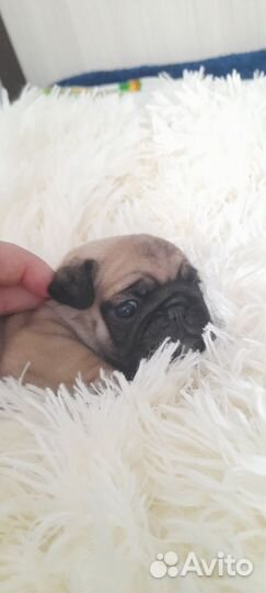 Мопс девочка