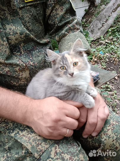 Отдам в добрые, заботливые руки даром бесплатно