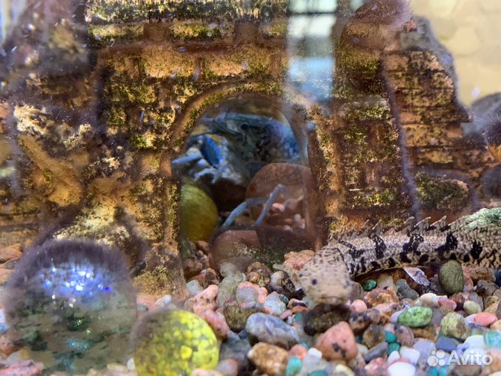 Синие раки 5-10см