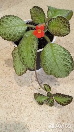 Комнатные растения и цветы