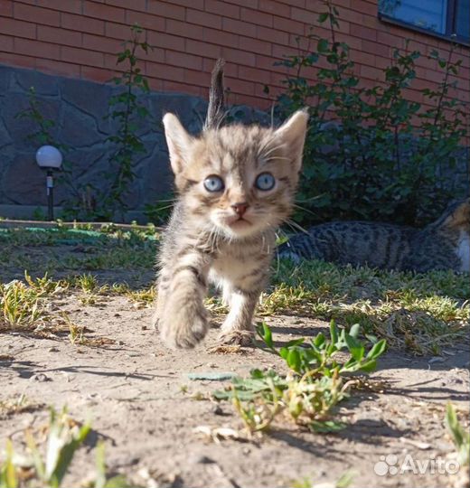 Кошки в добрые руки бесплатно