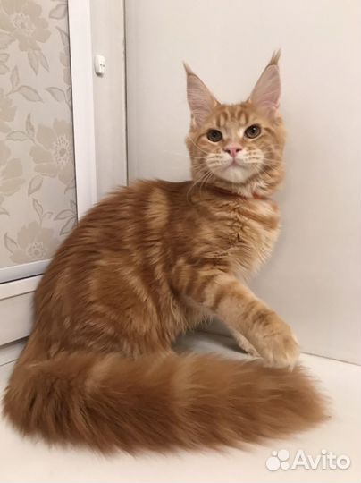 Кошечки с документами из питомника