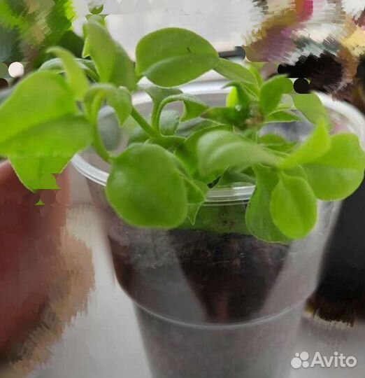 Аптения,Aptenia Cordifoliym,Граптофилум, Лилия