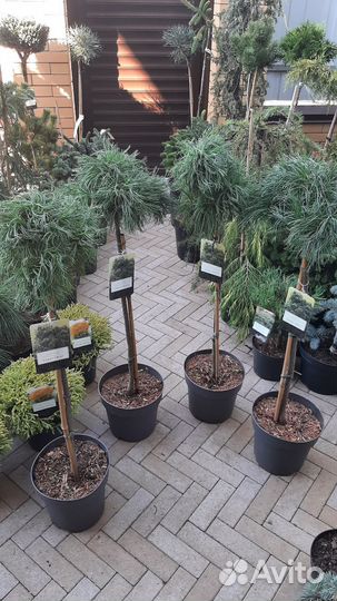 На штамбе огромный выбор хвойных