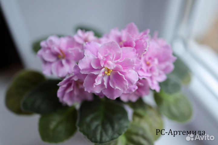 Фиалки - черенки, детки, стартеры, цветущие