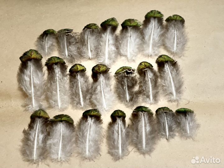 Перо павлина