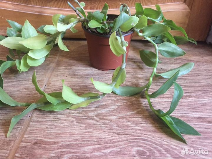 Традесканция