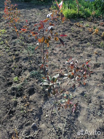 Саженцы декоративной яблони недведзского роялти