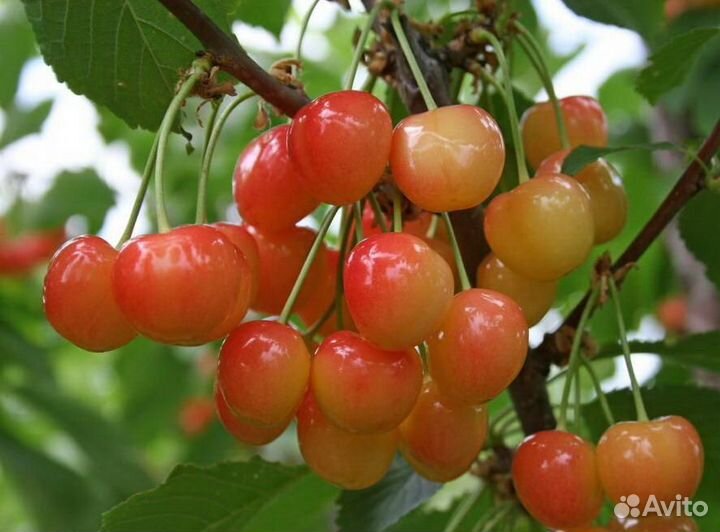 Черешня брянская розовая саженец 2-х летка