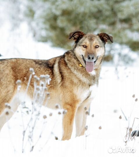 Весёлая собака в добрые руки. Жардин