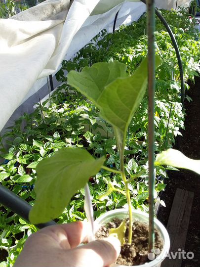 Рассада помидоры/перец/баклажаны