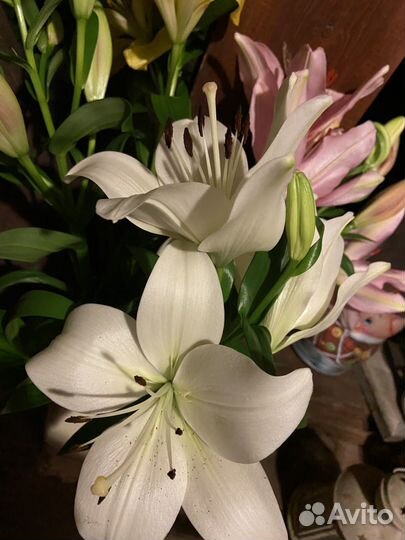 Луковицы лилий несколько