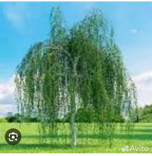 Береза повислая (семена)