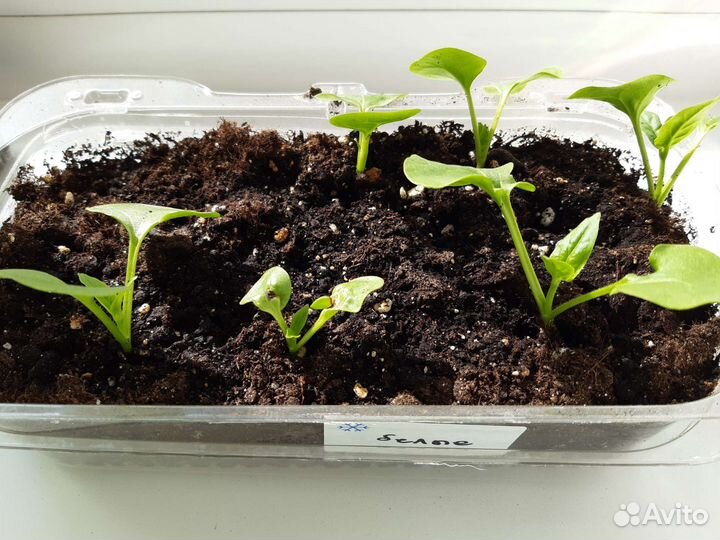 Рассада Ночной зорьки