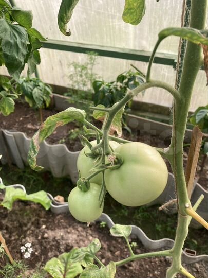 Дача 50 м² на участке 5 сот.