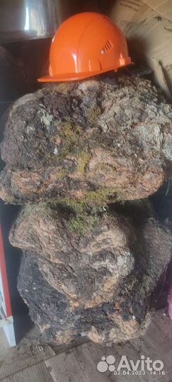 Сувель березовый (кап)