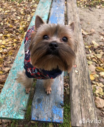 Йоркширский терьер вязка мальчик