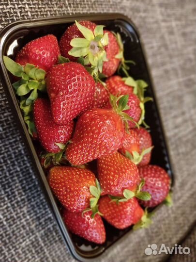 Клубника фермерская местная