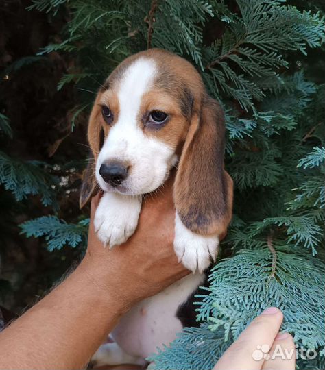 Щенки бигль