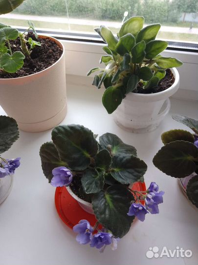Фиалка в горшках