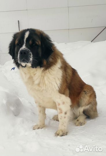 Продам щенков московской сторожевой