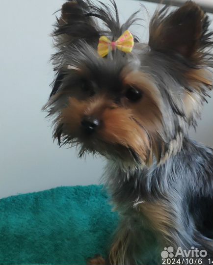 Йоркширский терьер мини