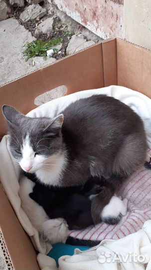 Кошка с котятами