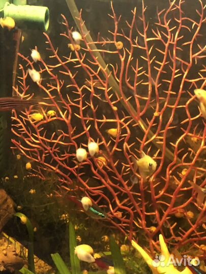 Аквариумные ампулярии