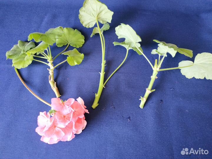 Герань пеларгония срезы черенки