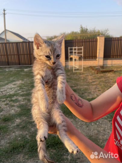 Котята бесплатно