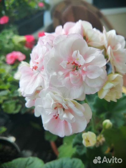 Пеларгония герань