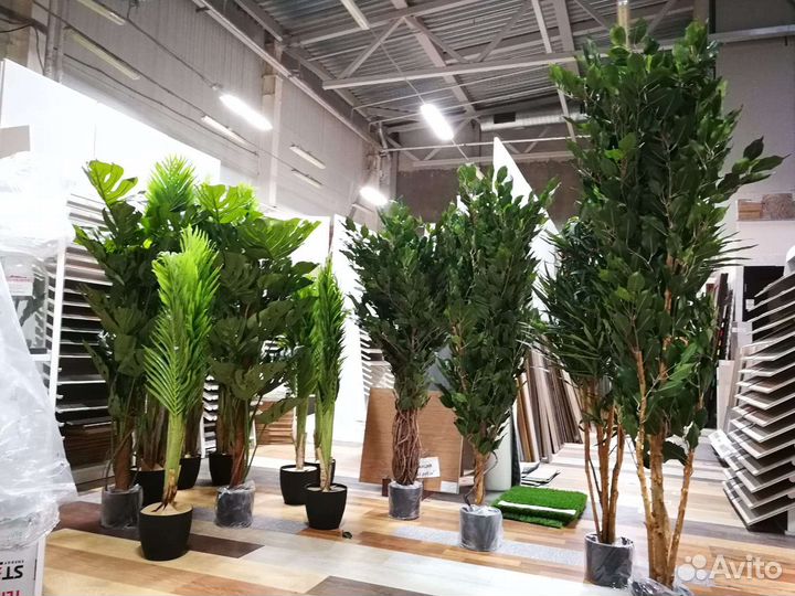 Деревья, растения для квартир, домов, кафе, от